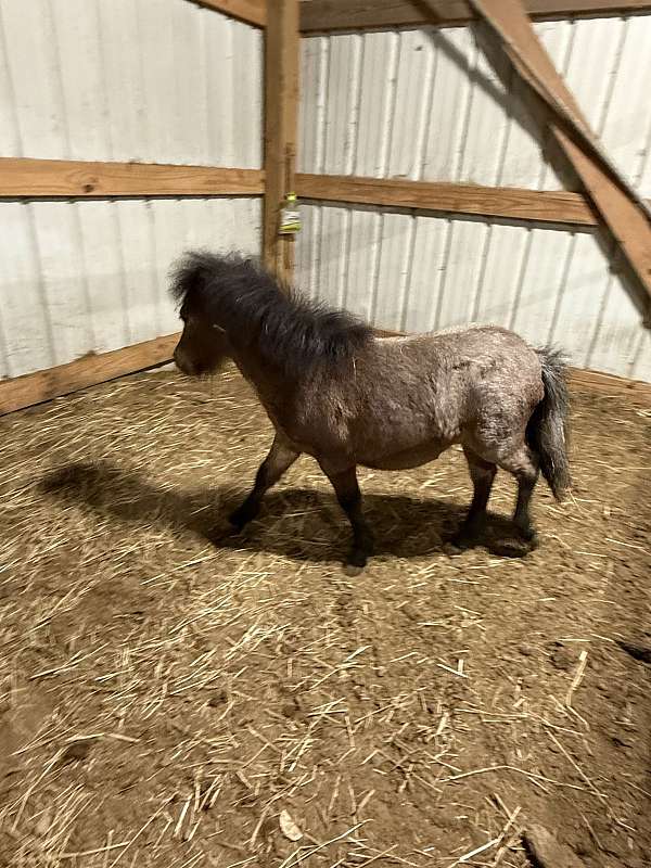 Mini Stallion Rim Baby Mini Horse Stallion