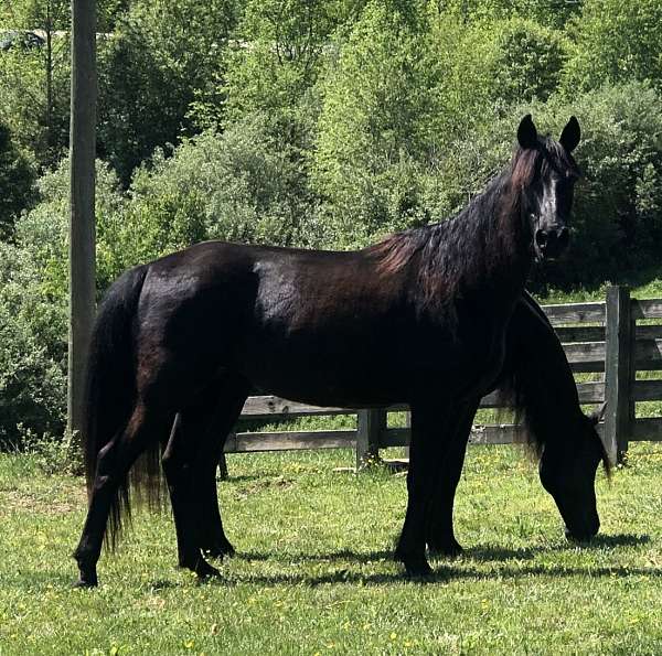 black-rocky-mountain-mare