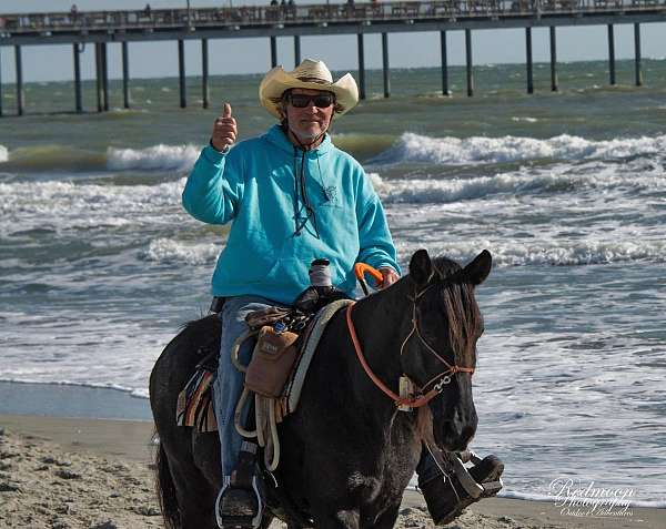 black-mare-for-sale