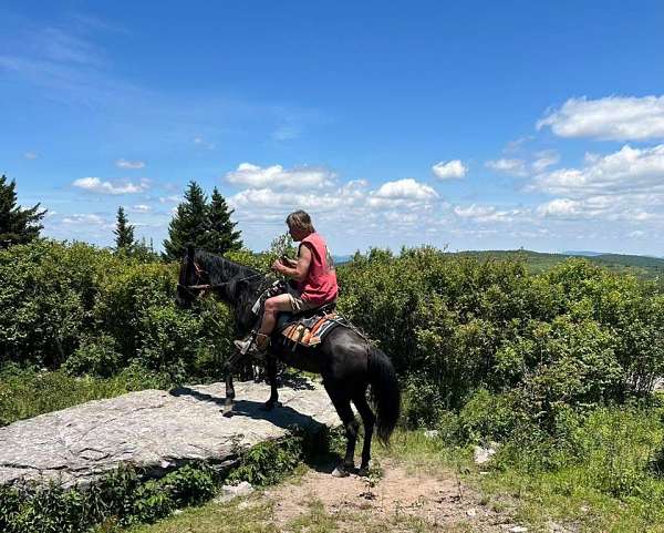 14-hand-rocky-mountain-mare