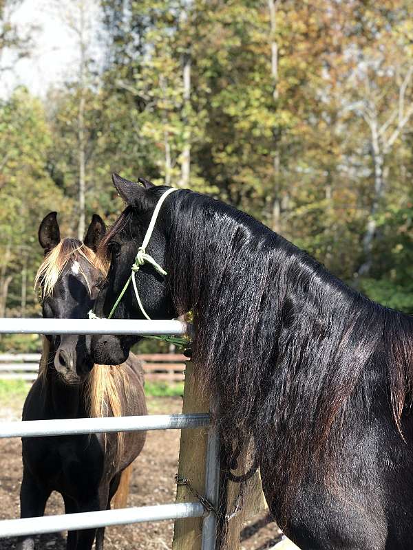 black-rmha-mare
