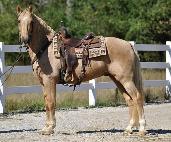 racking-horses-for-sale-tennessee-walking