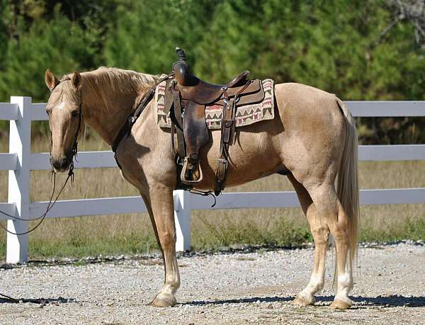 star-stockings-horse