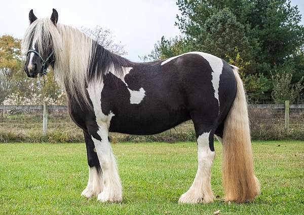 black-gypsy-vanner-palomino-broodmare