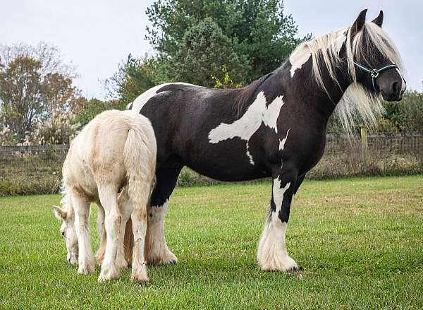 palomino-gypsy-vanner-broodmare