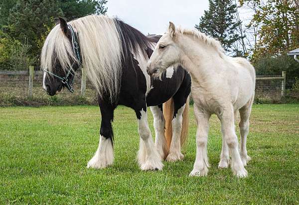 palomino-gypsy-vanner-foal