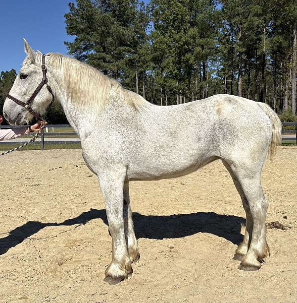 great-trail-horse-percheron