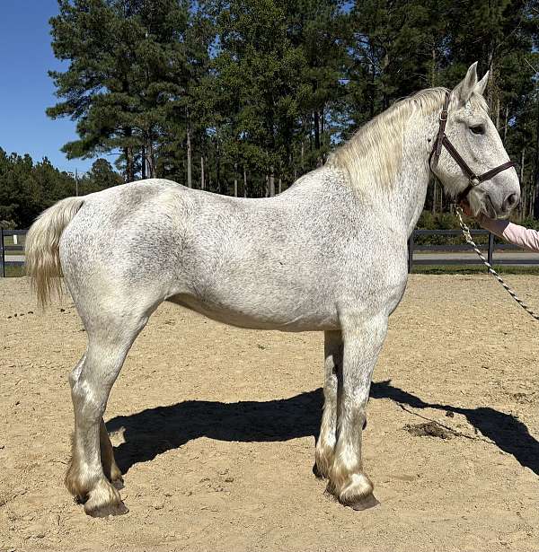 great-trail-percheron-horse