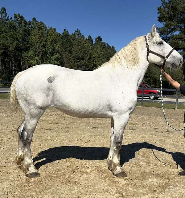 back-percheron-horse