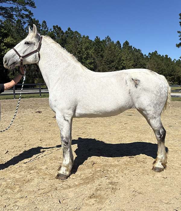 broodmare-percheron-horse