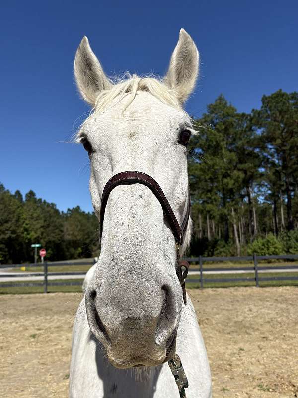 canter-percheron-horse