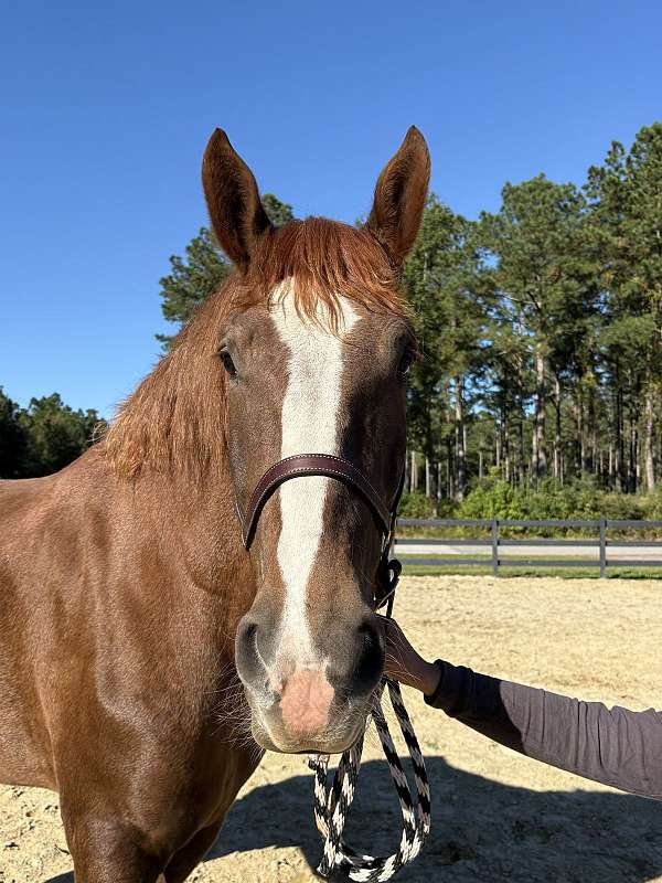 18-hand-belgian-gelding