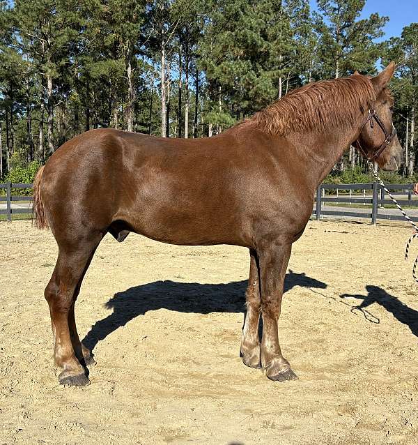 sorrel-gelding-for-sale