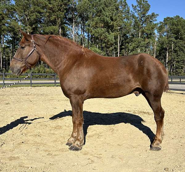 sorrel-belgian-gelding