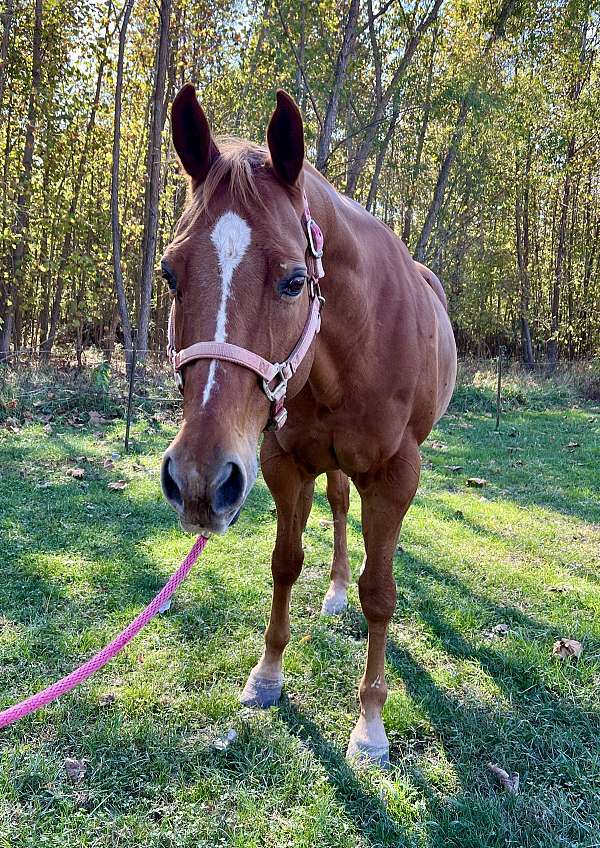 all-around-quarter-horse