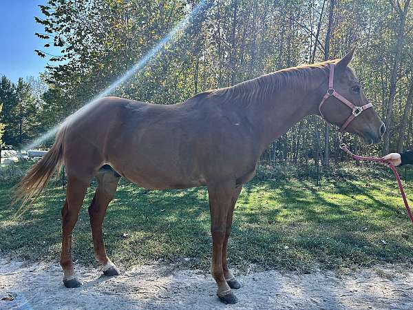 finished-quarter-horse