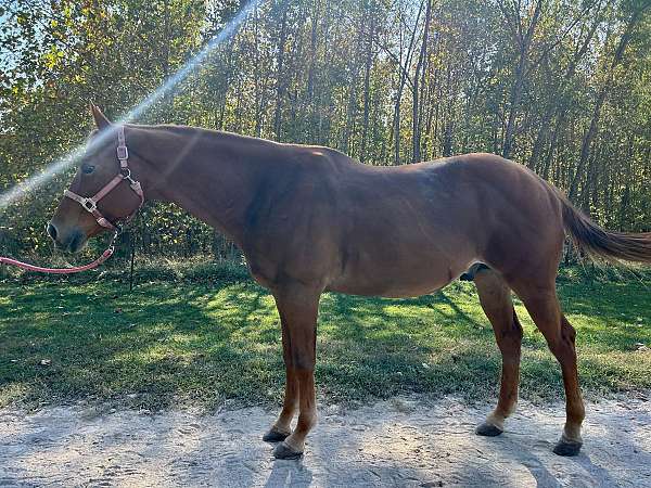 athletic-quarter-horse