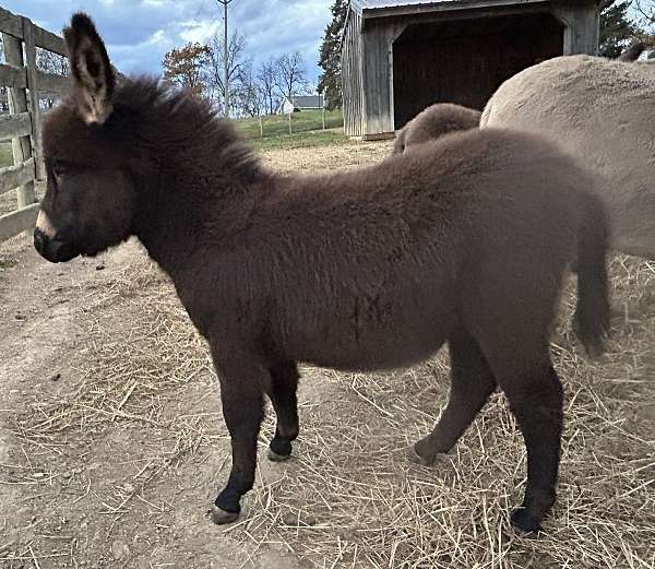 black-with-cross-horse