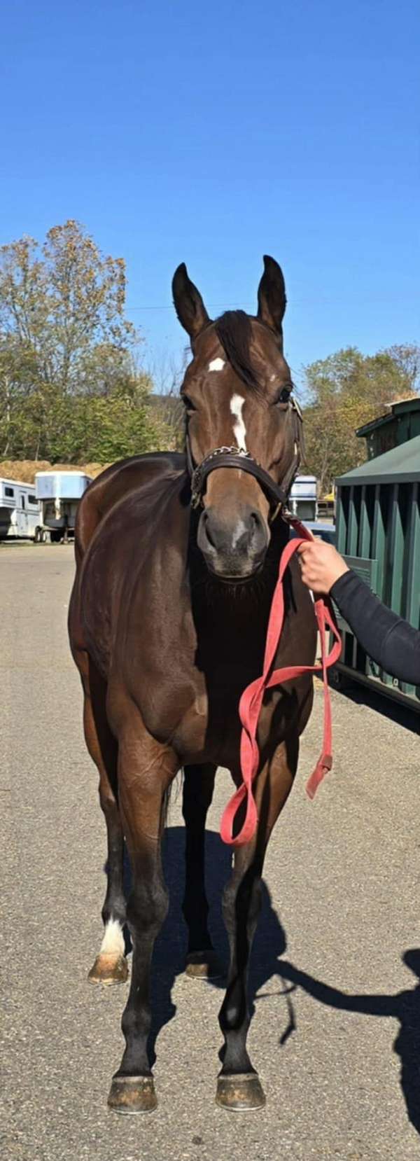 bay-yes-horse