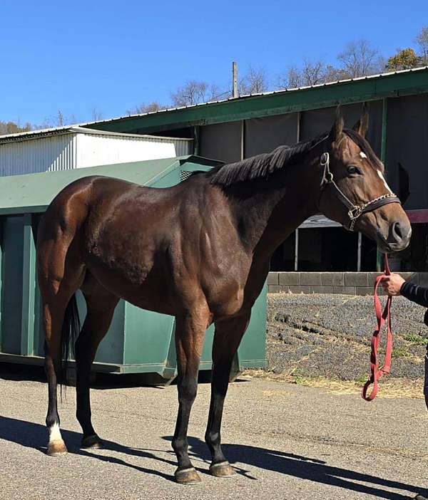 breeding-thoroughbred-horse