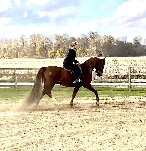 ahpa-half-arabian-horse