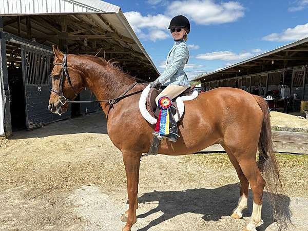 arabian-breeders-half-horse