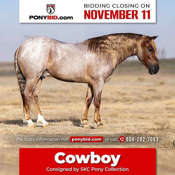 playday-welsh-cob-pony