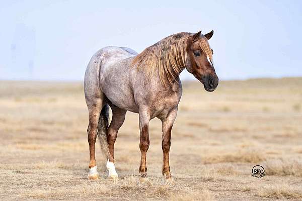 roping-welsh-cob-pony