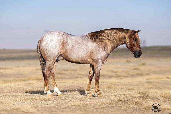 western-riding-welsh-cob-pony