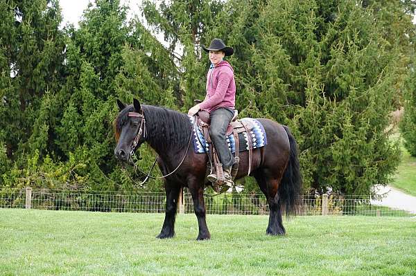 beginner-fell-pony