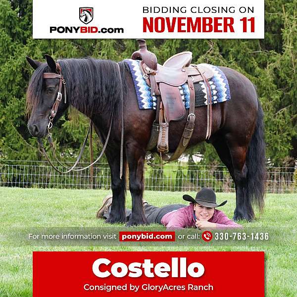 all-around-fell-pony