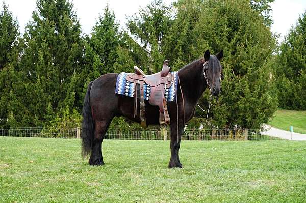 show-fell-pony