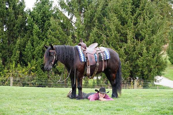 trail-fell-pony