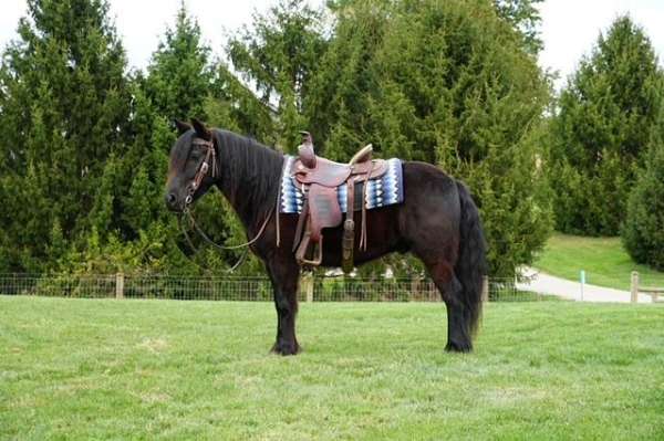trail-riding-fell-pony