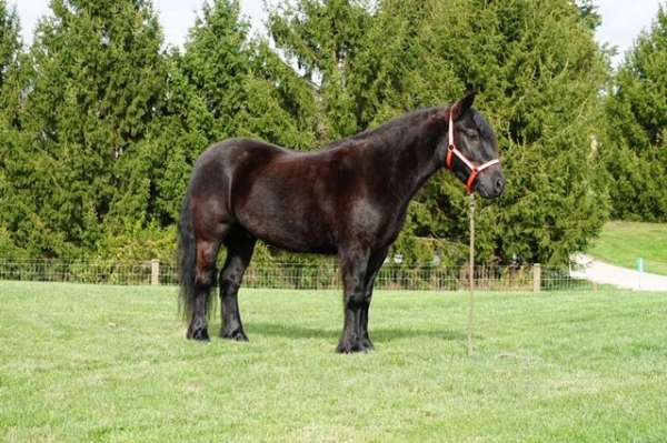 black-all-around-pony