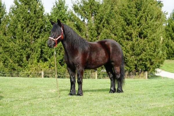 black-athletic-pony