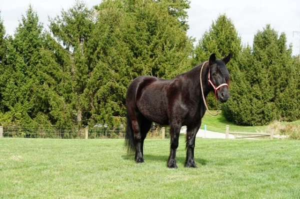 black-fell-pony-gelding