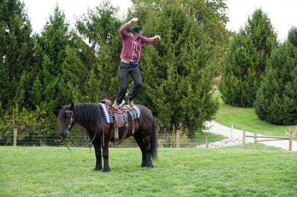 black-companion-pony
