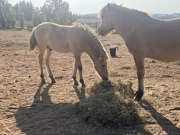 dun-nfhr-horse