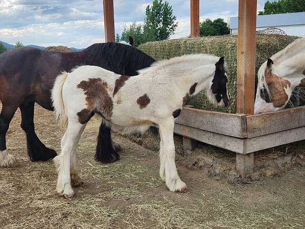 tobiano-horse