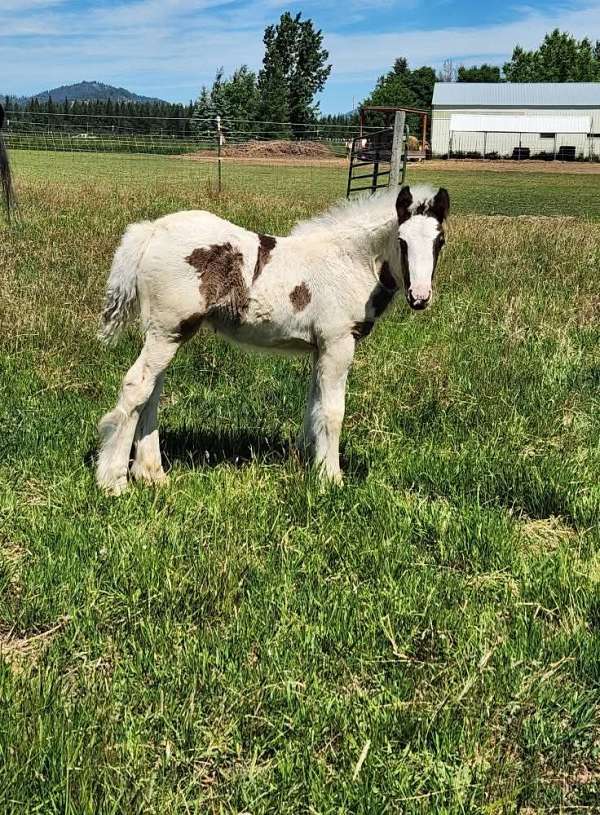 black-tobiano-horse
