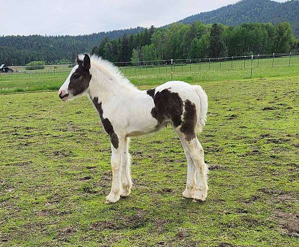 all-around-gypsy-vanner-horse