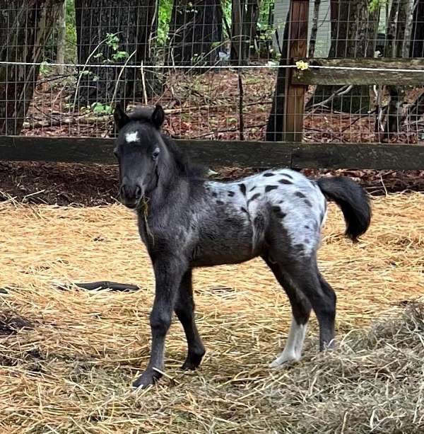 appaloosa-horse