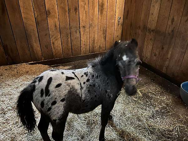black-appaloosa-horse