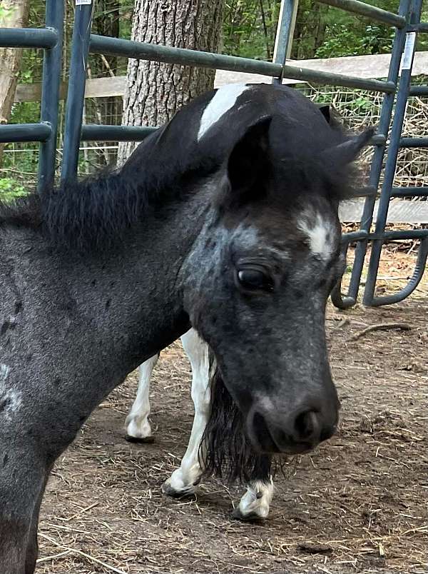 breeding-miniature-horse