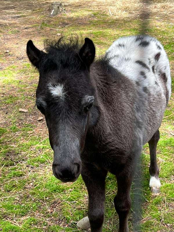 therapy-miniature-horse