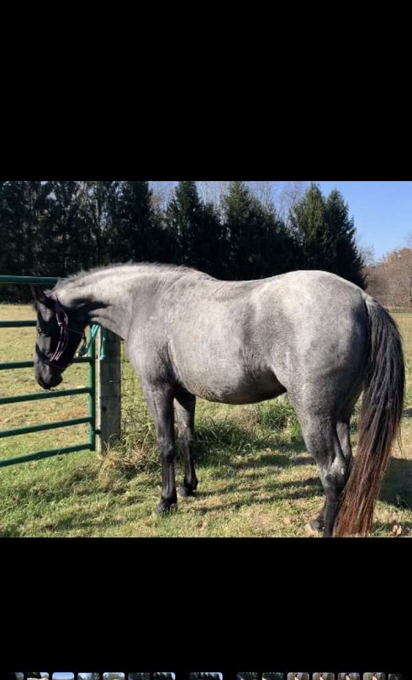 blue-roan-tennessee-walking-horse