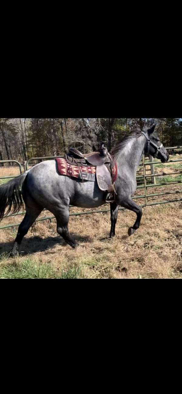 blue-roan-filly-tennessee-walking-horse