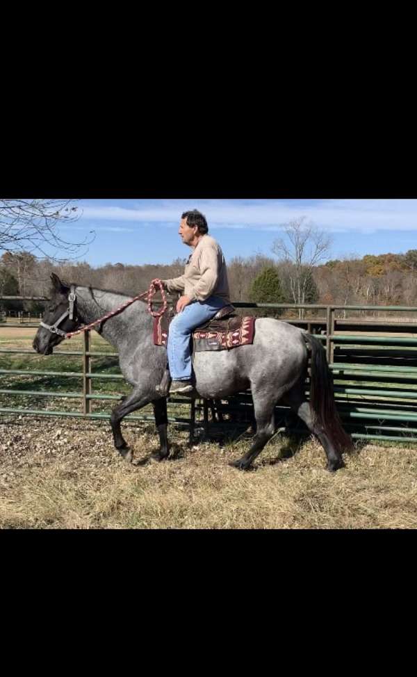 twh-tennessee-walking-horse