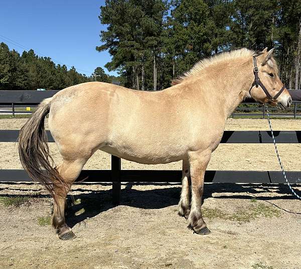day-fjord-horse